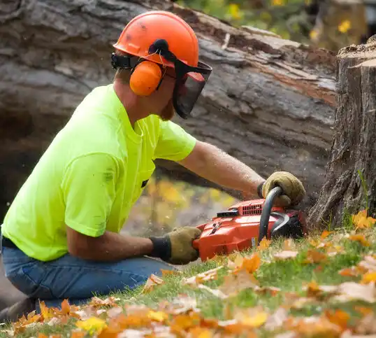 tree services Timberlake